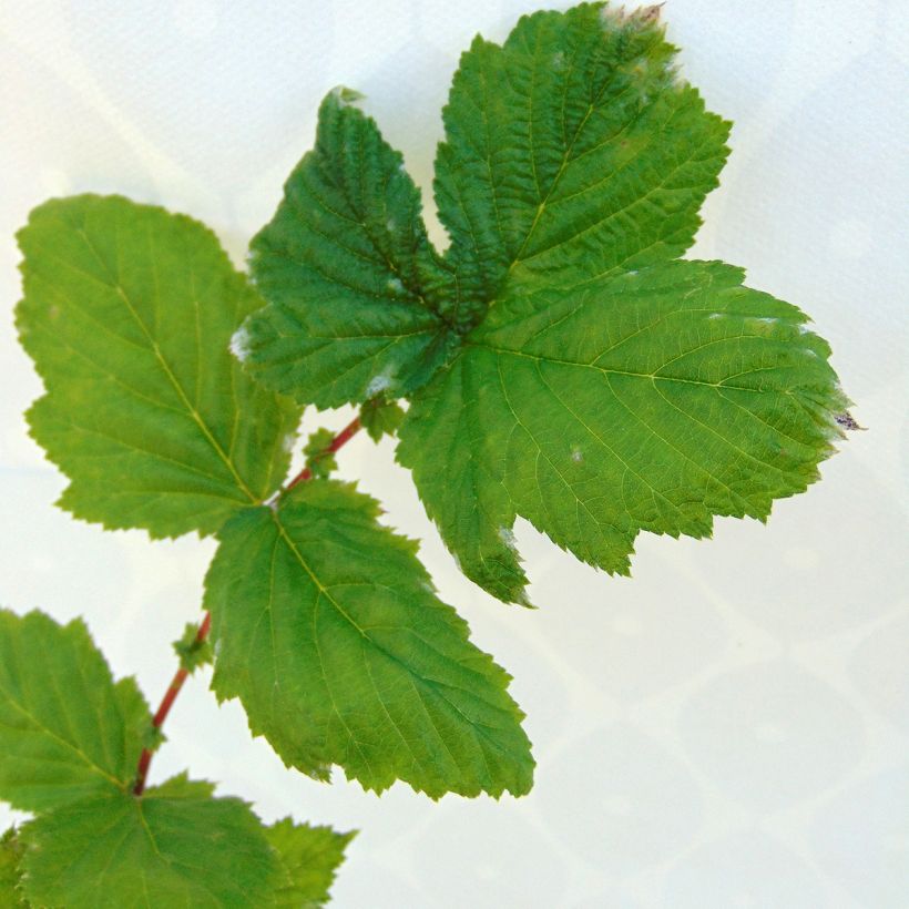 Echtes Mädesüß Plena - Filipendula ulmaria (Laub)