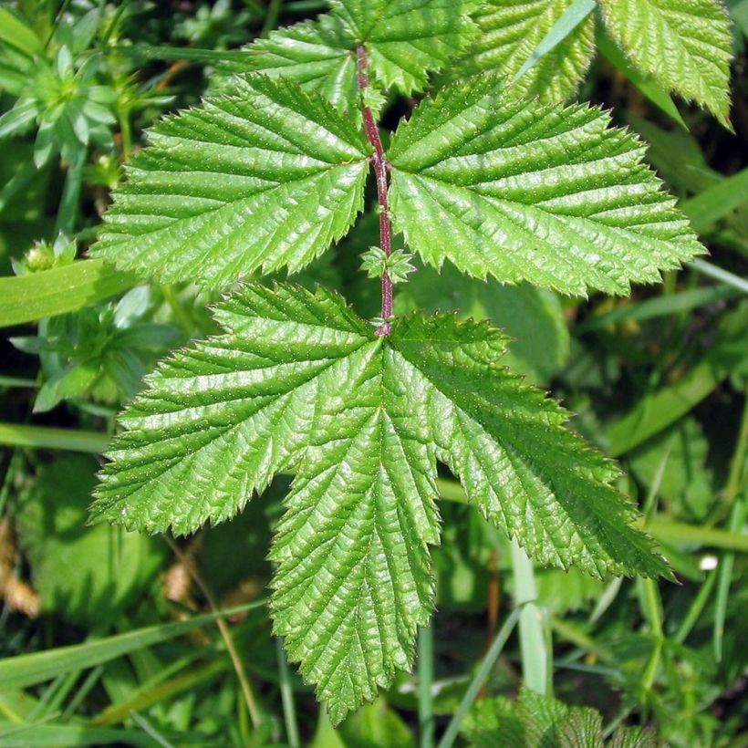 Echtes Mädesüß Rosea - Filipendula ulmaria (Laub)