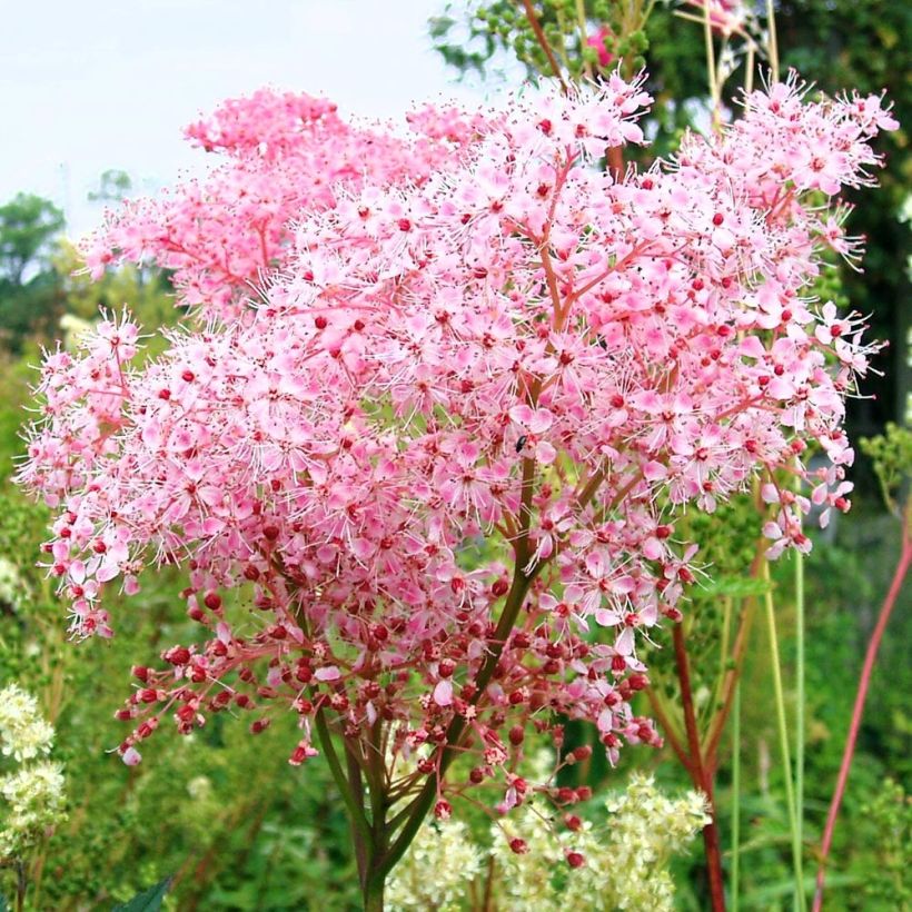 Echtes Mädesüß Rosea - Filipendula ulmaria (Blüte)