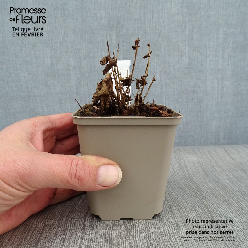 Exemplar von Filipendula ulmaria Rosea - Reine des Prés Godet de 9cm wie im Winter geliefert