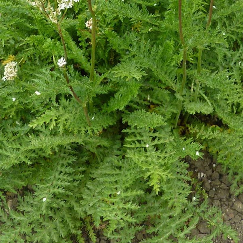 Knolliges Mädesüß - Filipendula vulgaris (Laub)