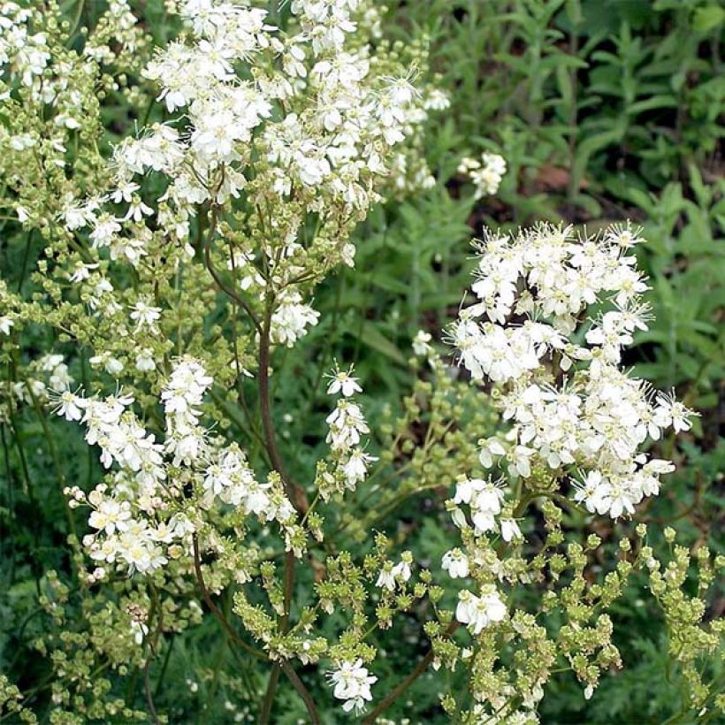 Knolliges Mädesüß - Filipendula vulgaris (Blüte)