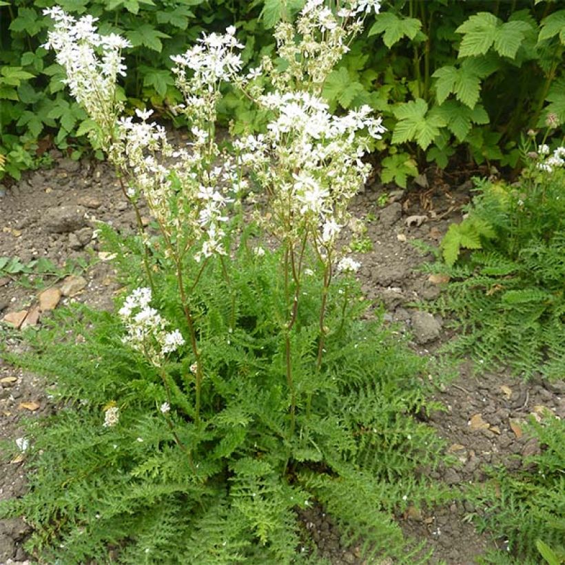 Knolliges Mädesüß - Filipendula vulgaris (Hafen)