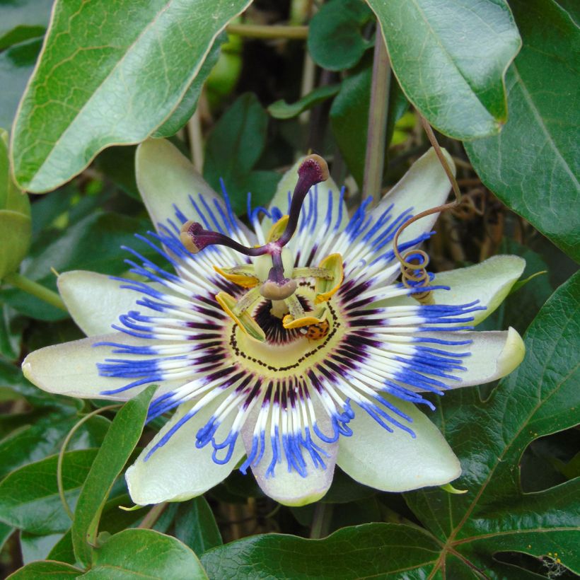 Blaue Passionsblume (Samen) - Passiflora caerulea (Blüte)