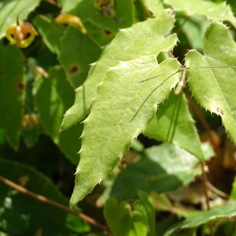 Epimedium Amber Queen - Elfenblume (Laub)