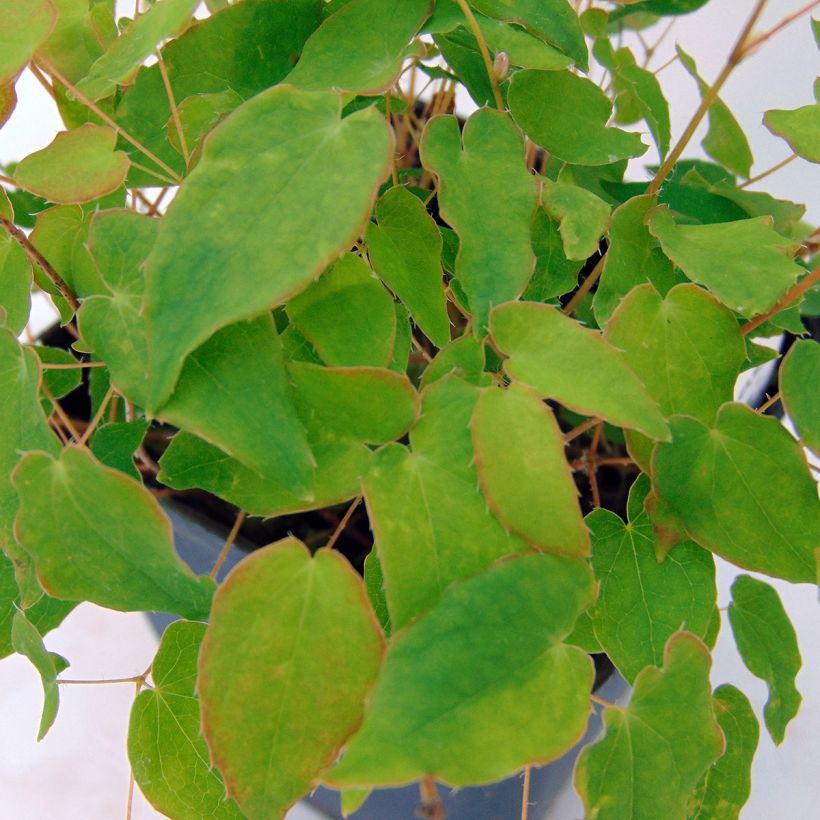 Epimedium grandiflorum Akebono - Großblumige Elfenblume (Laub)