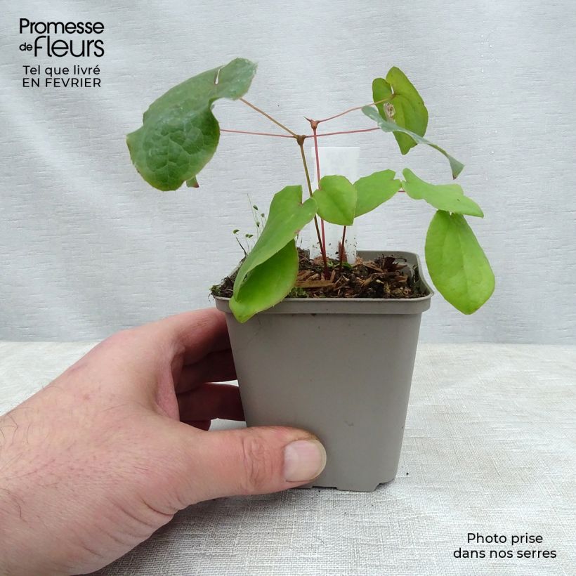 Exemplar von Fleur des Elfes - Epimedium pubigerum Godet de 9cm wie im Winter geliefert