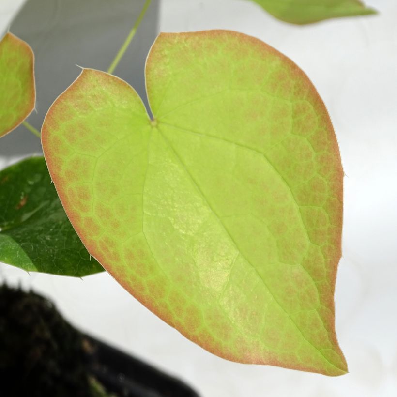 Epimedium pubigerum Orangekönigin - Flaumige Elfenblume (Laub)