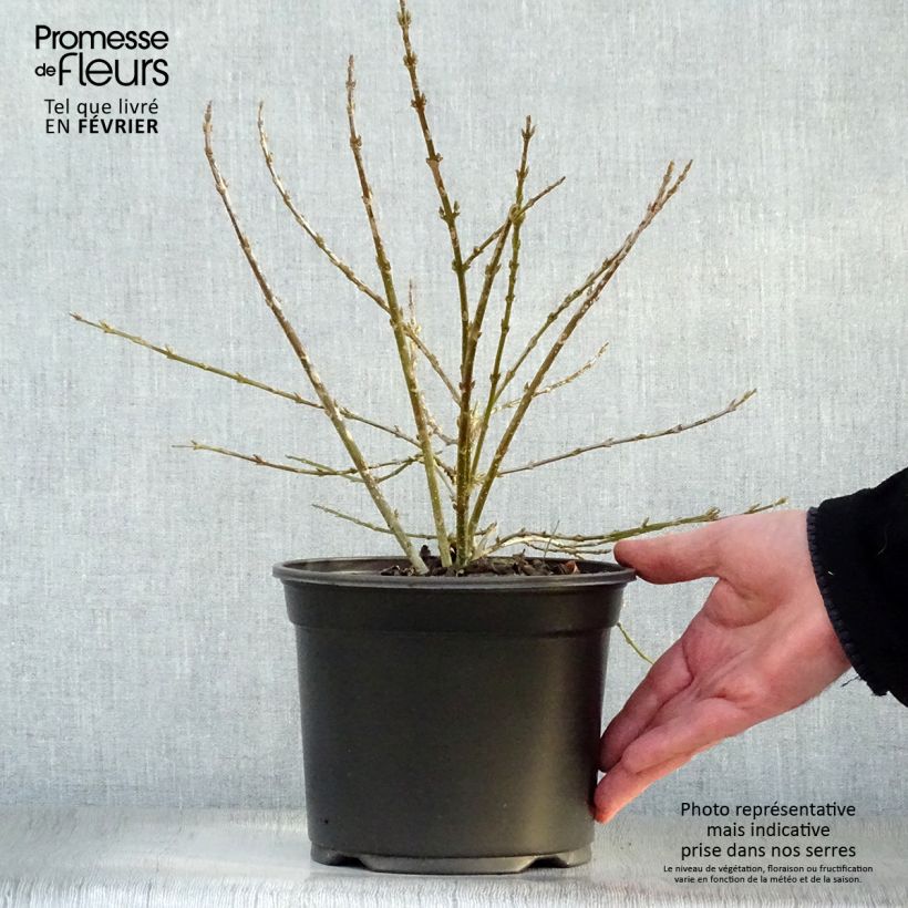 Exemplar von Forsythia Mêlée d'Or - Mimosa de Paris Pot de 3L/4L wie im Winter geliefert