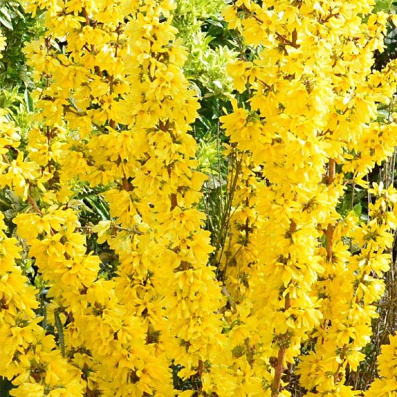 Goldglöckchen Mikador - Forsythie (Blüte)