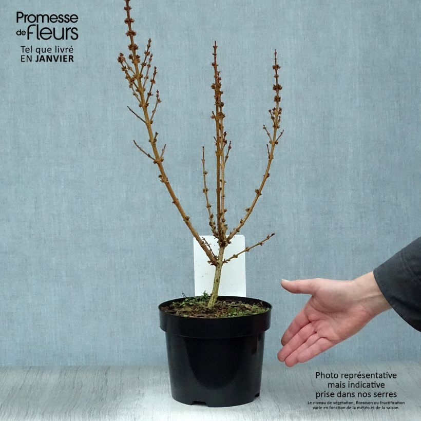 Exemplar von Forsythia Mikador - Mimosa de Paris Pot de 2L/3L wie im Winter geliefert