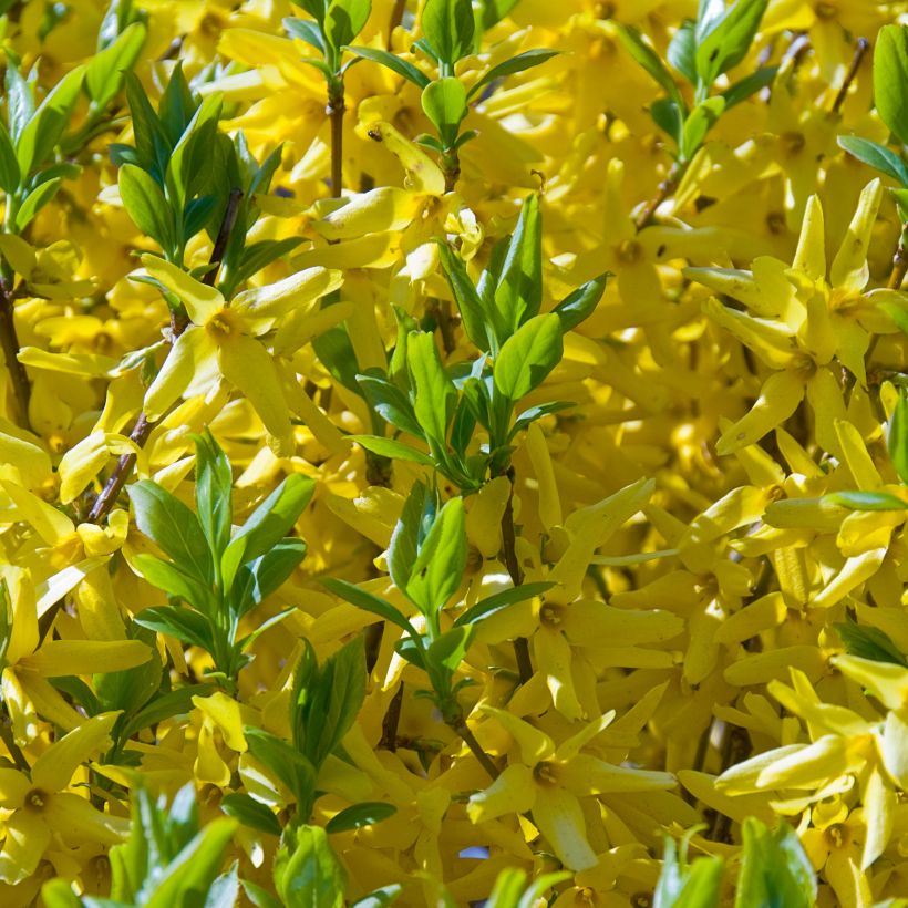 Goldglöckchen Golden Times - Forsythie (Blüte)