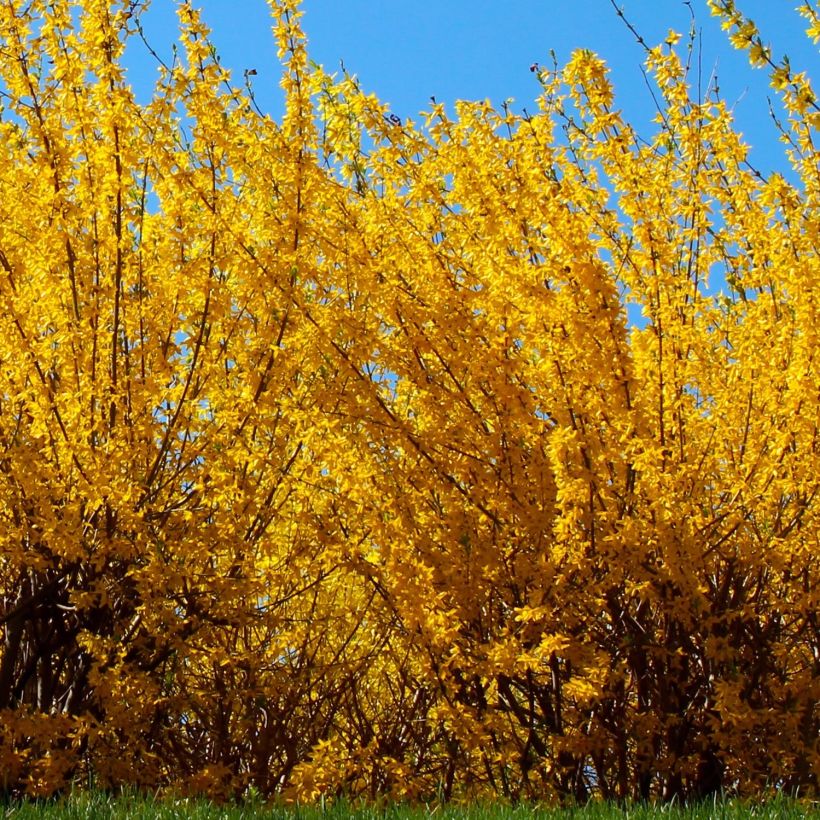 Goldglöckchen Golden Times - Forsythie (Hafen)