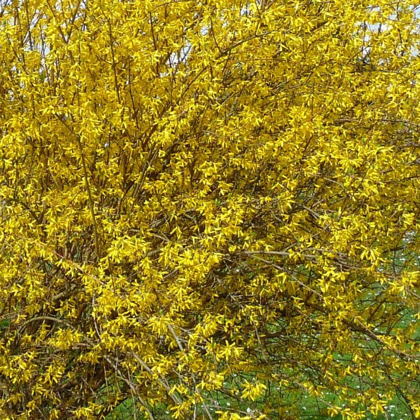 Goldglöckchen Lyngold - Forsythie (Blüte)