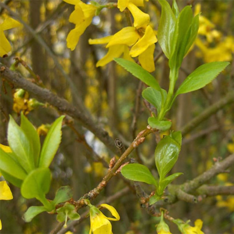 Goldglöckchen Spectabilis - Forsythie (Laub)