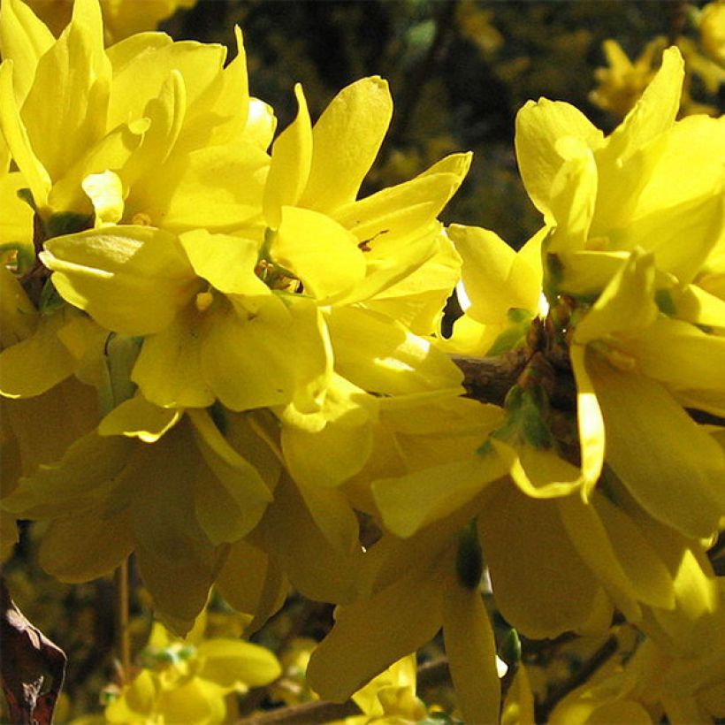 Goldglöckchen Spectabilis - Forsythie (Blüte)