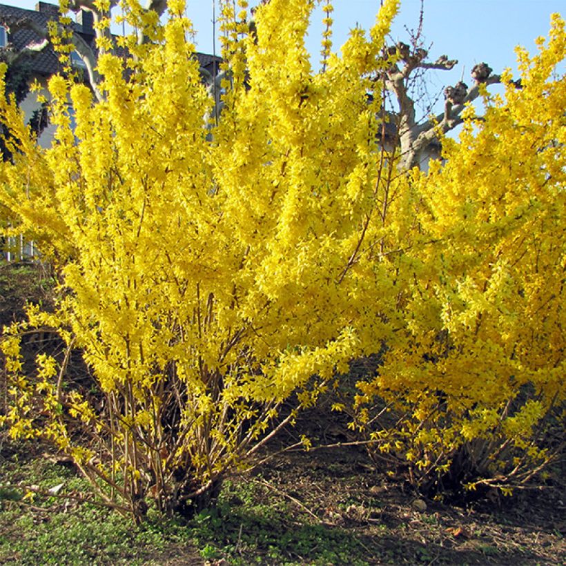 Goldglöckchen Spectabilis - Forsythie (Hafen)