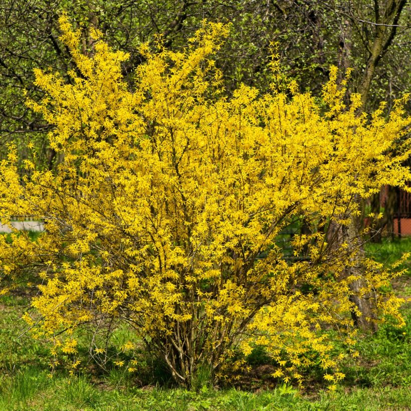 Goldglöckchen - Forsythia intermedia (Hafen)