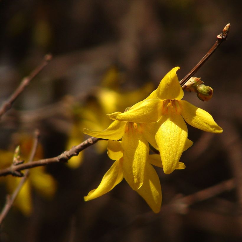 Goldglöckchen Kumsun - Forsythia koreana (Blüte)