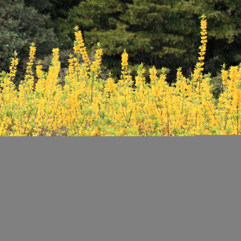 Tiefgrüner Goldflieder Citrus Swizzle - Forsythia viridissima (Hafen)