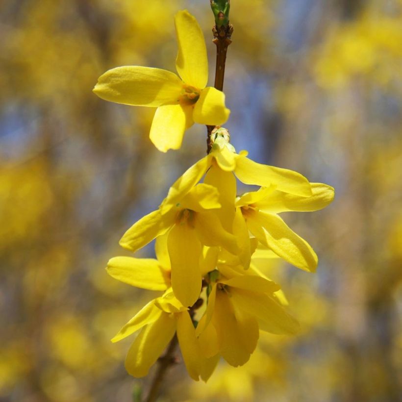 Goldglöckchen Gold Rausch - Forsythie (Blüte)