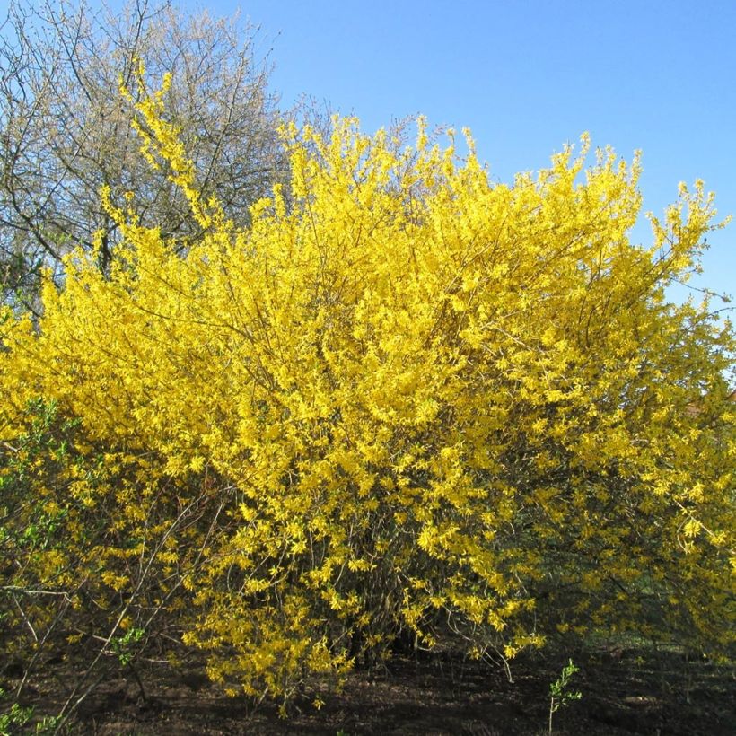 Goldglöckchen Gold Rausch - Forsythie (Hafen)