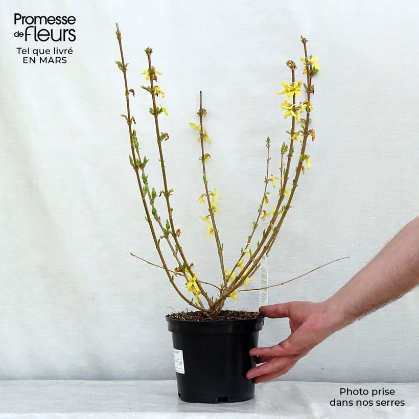 Exemplar von Forsythia x intermedia Gold Rausch - Mimosa de Paris Pot de 2L/3L wie im Winter geliefert