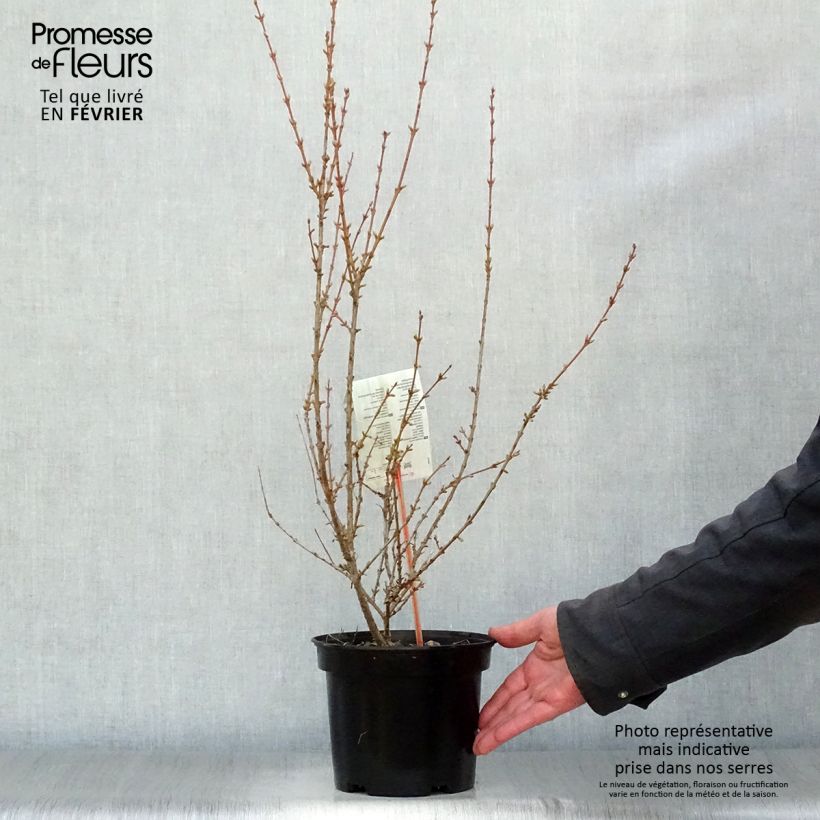 Exemplar von Forsythia (x) intermedia Minigold - Mimosa de Paris Pot de 2L/3L wie im Winter geliefert