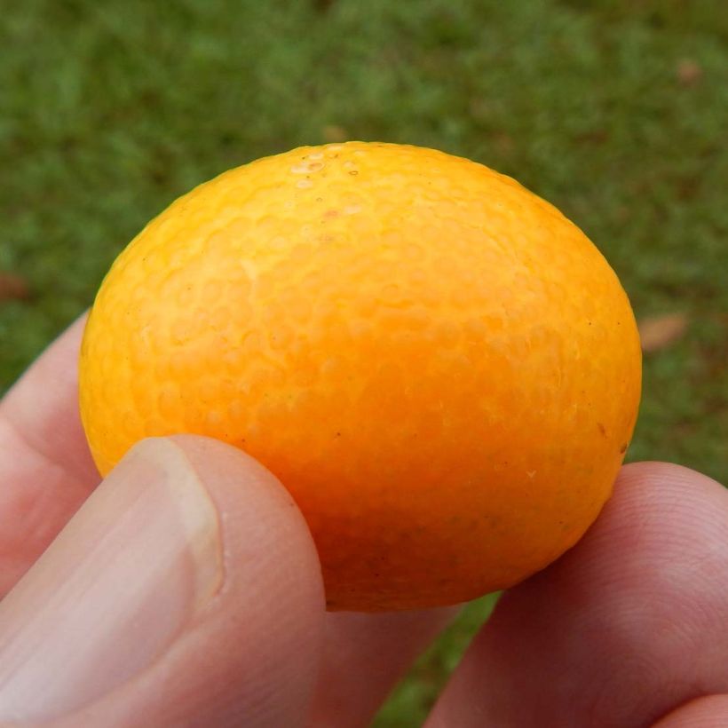 Kumquat - Citrus japonica (Ernte)