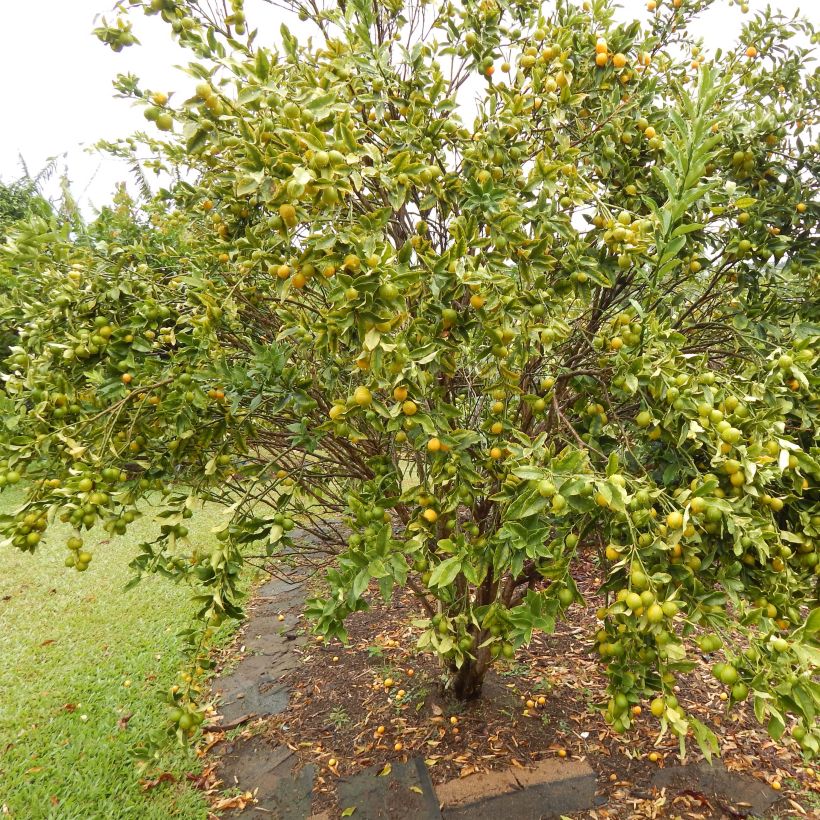 Kumquat - Citrus japonica (Hafen)