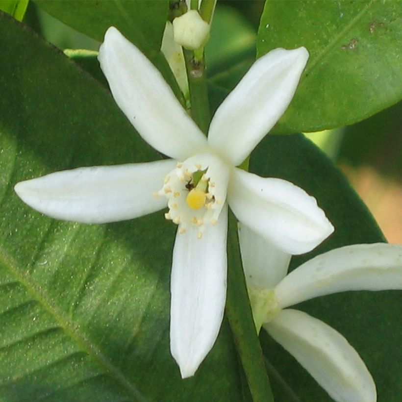 Kumquat - Fortunella margarita (Blüte)