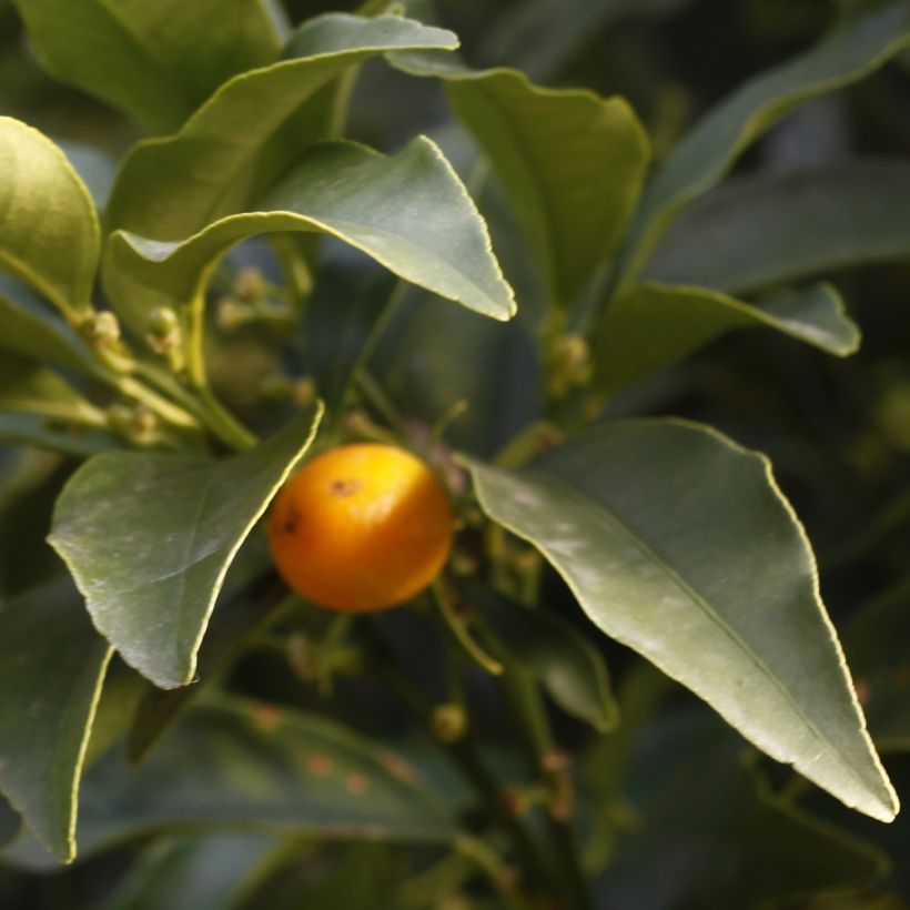 Kumquat - Fortunella margarita (Laub)