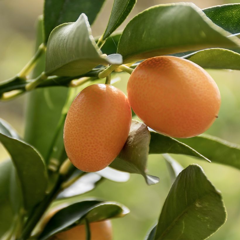 Kumquat - Fortunella margarita (Ernte)