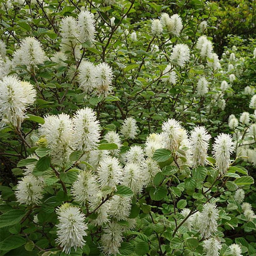 Federbuschstrauch - Fothergilla gardenii (Hafen)