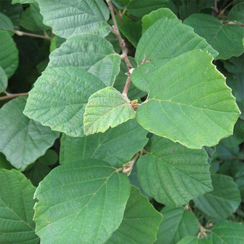 Federbuschstrauch - Fothergilla gardenii (Laub)