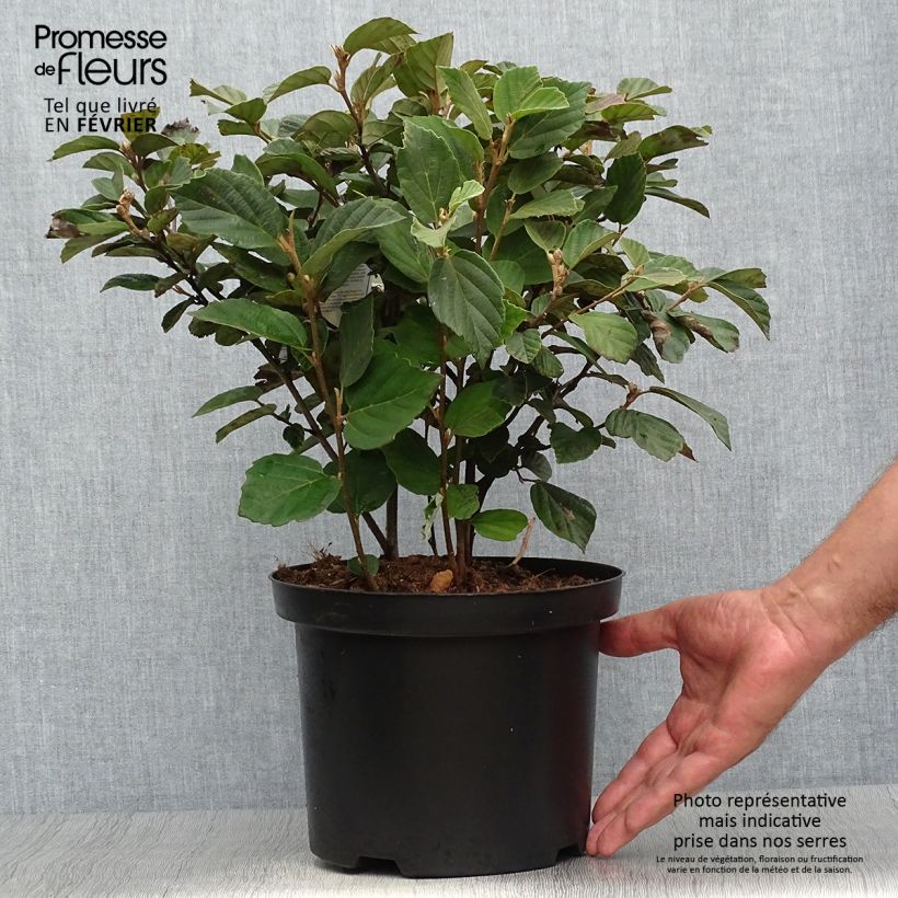 Exemplar von Fothergilla gardenii Pot de 3L/4L wie im Herbst geliefert