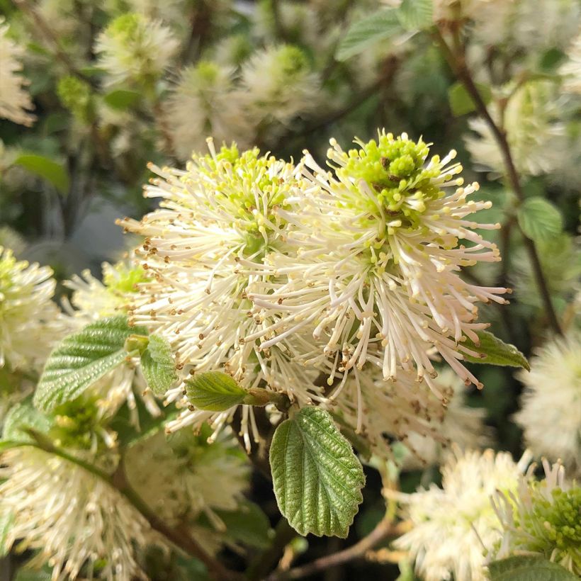 Federbuschstrauch - Fothergilla gardenii (Blüte)