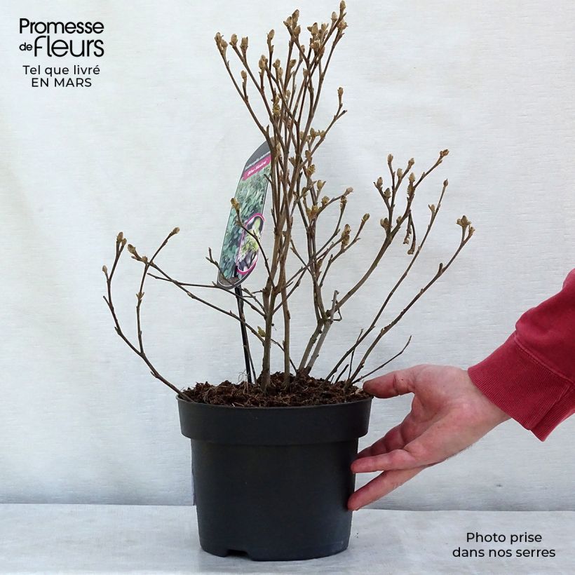 Exemplar von Fothergilla intermedia Blue Shadow Pot de 3L/4L wie im Winter geliefert