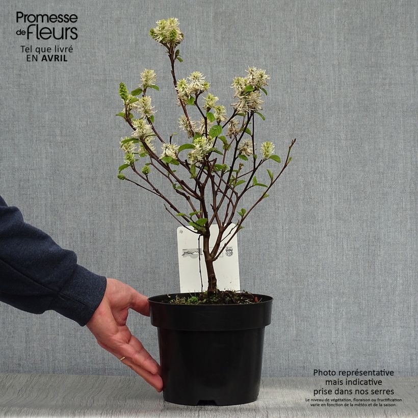 Exemplar von Federbuschstrauch Blue Shadow - Fothergilla intermedia Topf mit 3L/4LGelieferte Höhe ca. 30+cm wie im Frühjahr geliefert