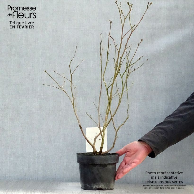 Exemplar von Fothergilla major - Grand Fothergilla Pot de 3L/4L wie im Winter geliefert