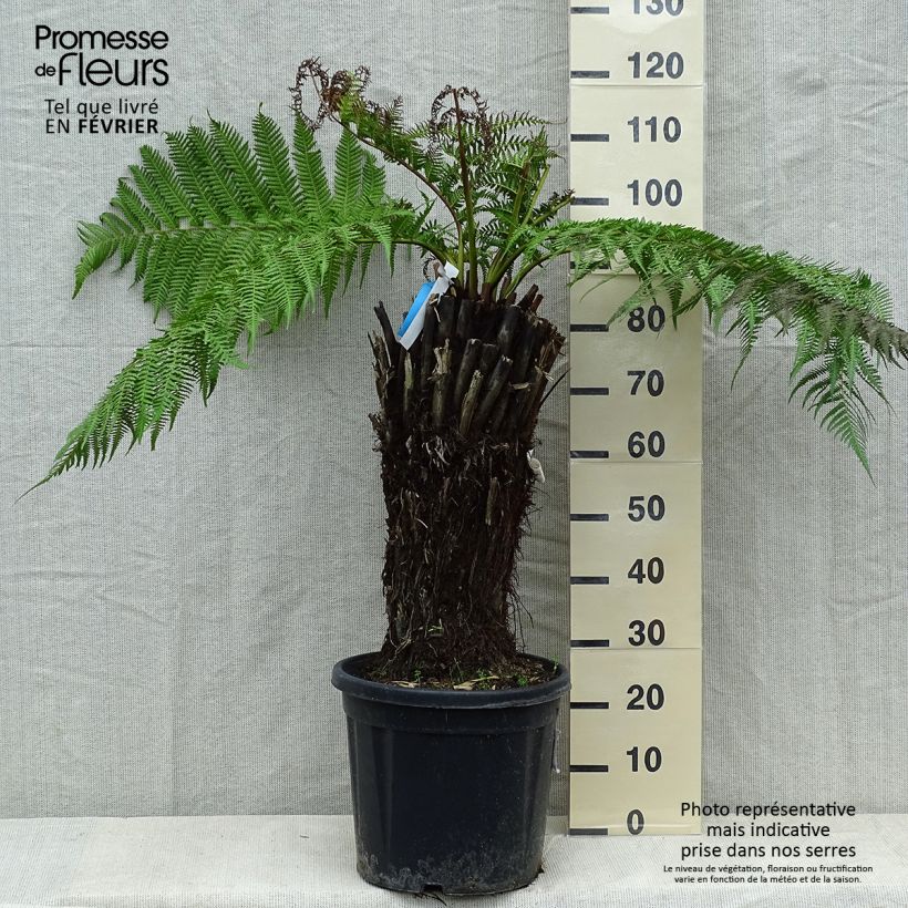 Exemplar von Fougère arborescente - Dicksonia antarctica, tronc de 40/50 cm wie im Winter geliefert