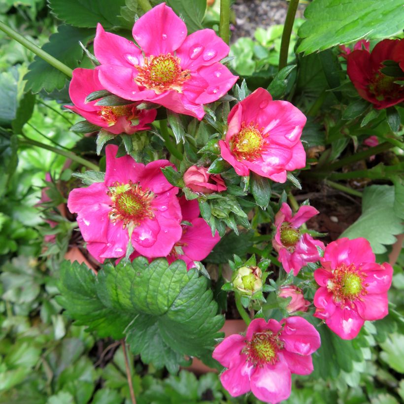 Erdbeere Strawberry Ice (Blüte)