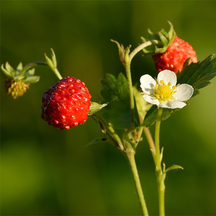 Fragaria nubicola Mont Omei - Himalaya-Erdbeere (Ernte)