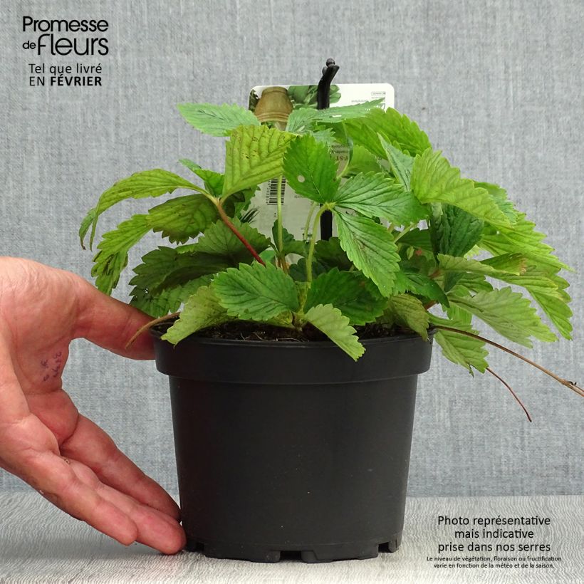 Exemplar von Fraisier Capron - Fragaria moschata Pot de 1,5L/2L wie im Herbst geliefert