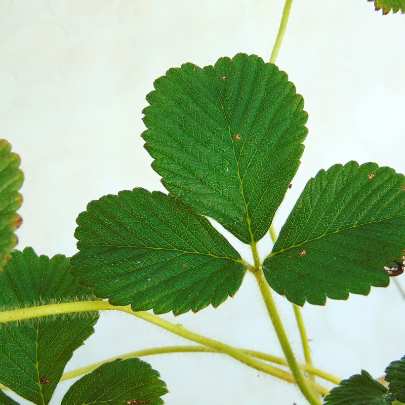 Fragaria nubicola Mont Omei - Himalaya-Erdbeere (Laub)