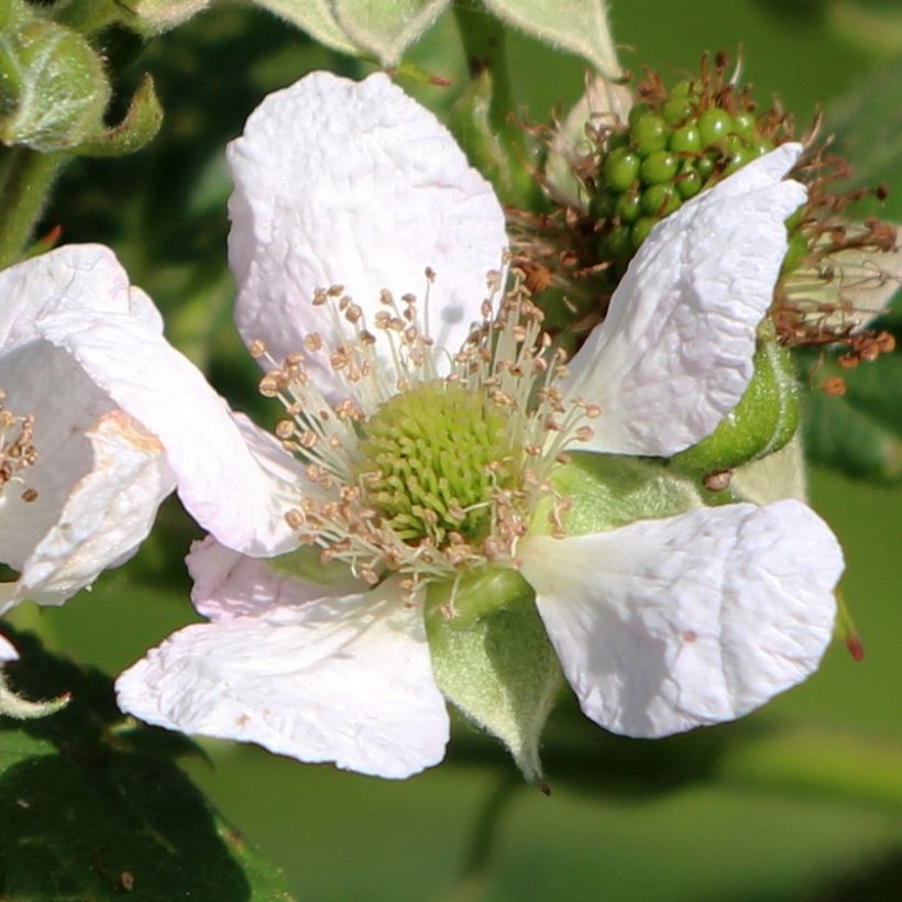 Himbeere Schönemann (Blüte)