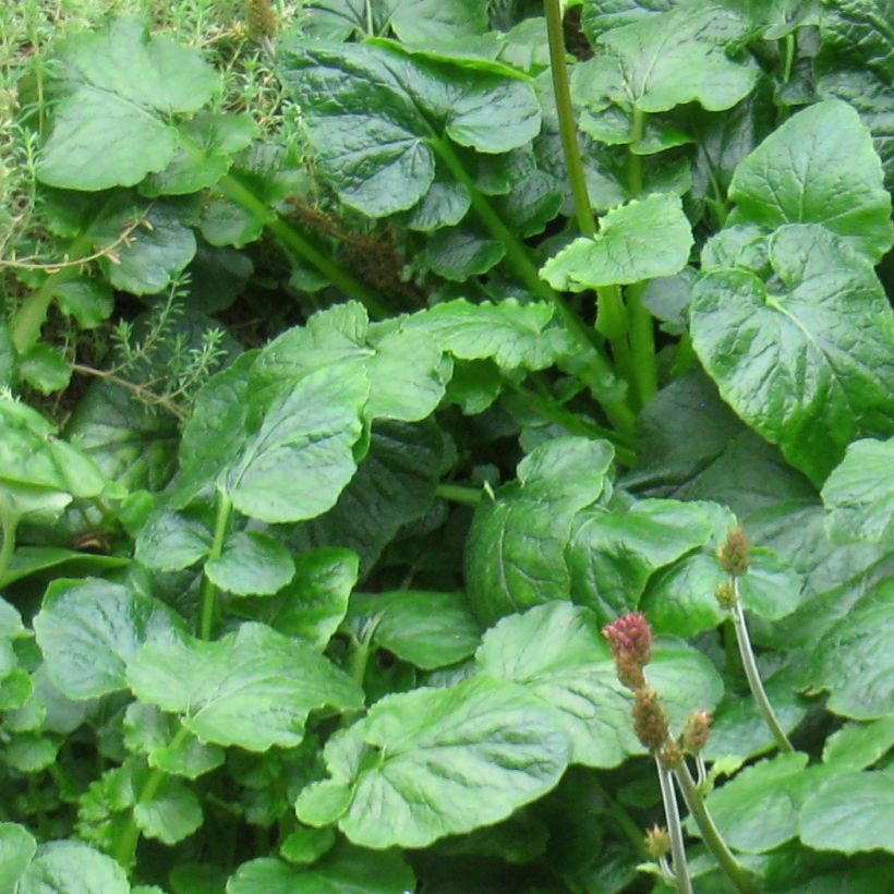 Francoa appendiculata - Brautkranz (Laub)