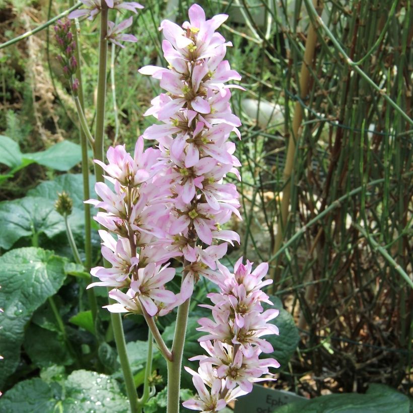 Francoa appendiculata - Brautkranz (Blüte)