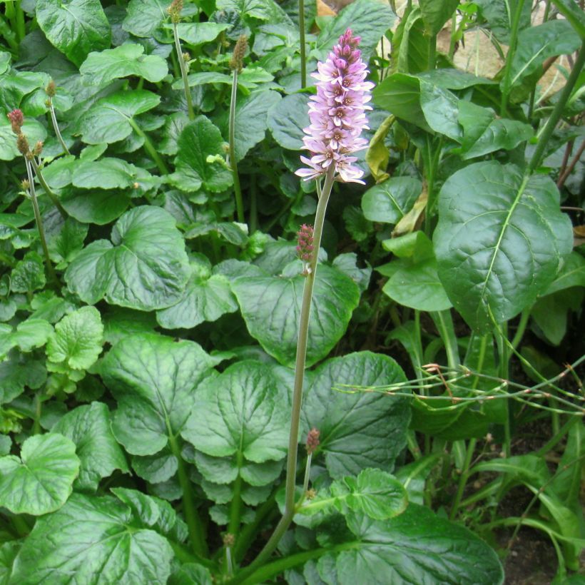 Francoa appendiculata - Brautkranz (Hafen)