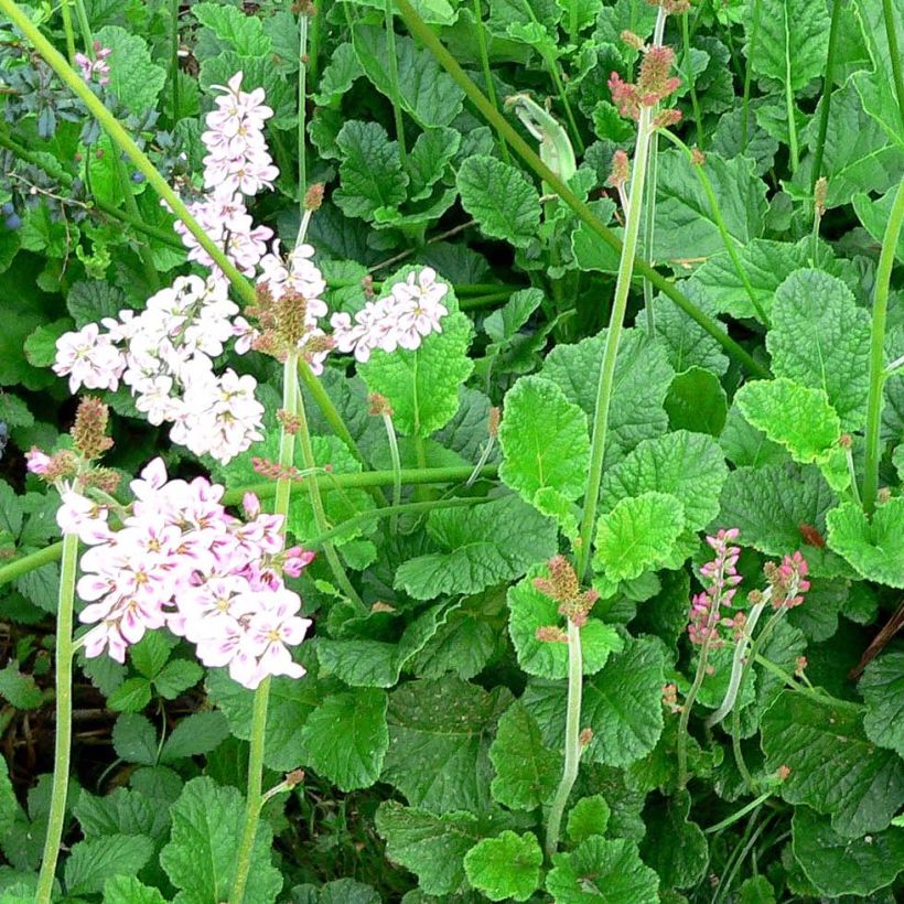 Francoa ramosa - Brautkranz (Hafen)